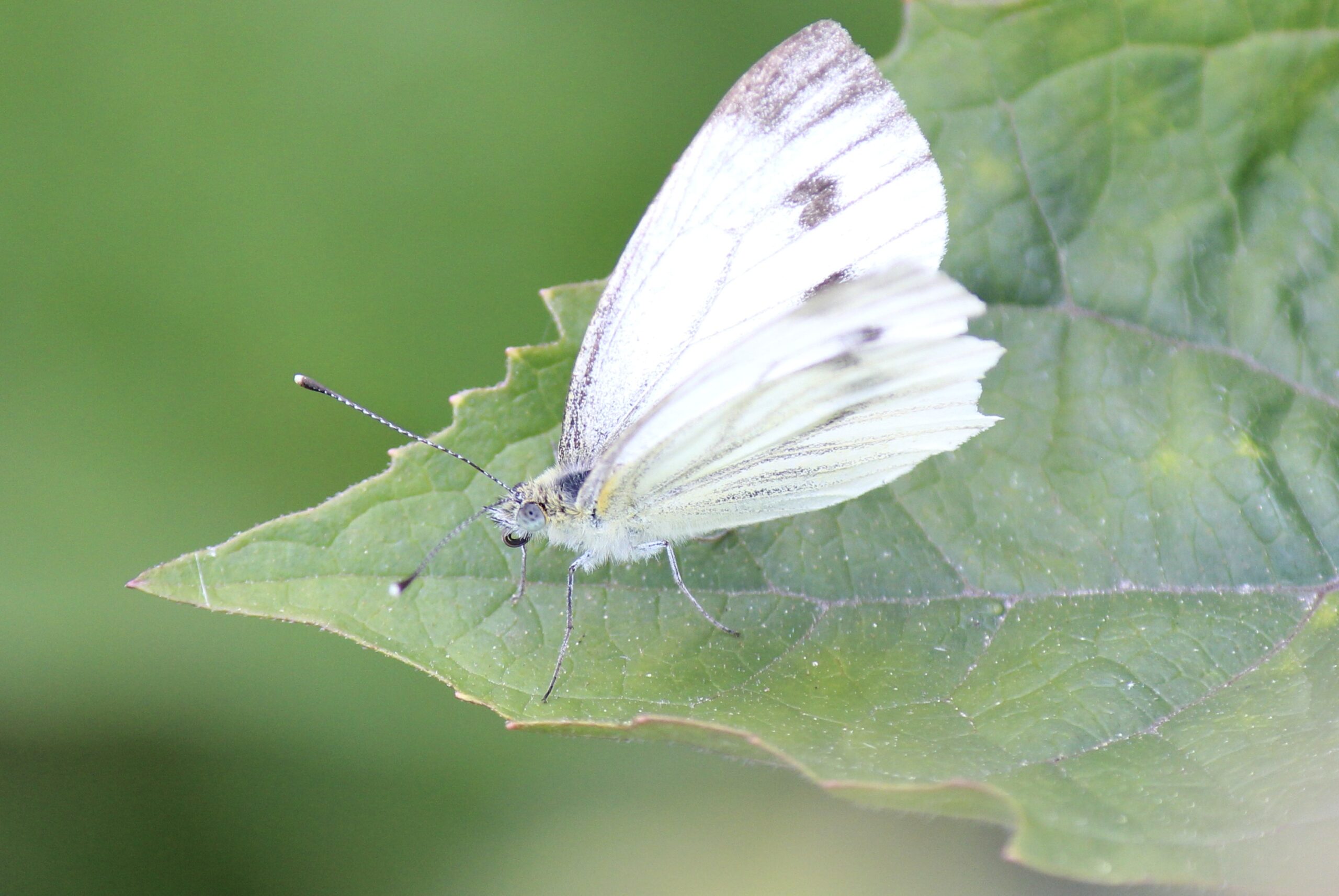 96440AA7-F3AC-46B9-9748-AF9675975715_1_201_a